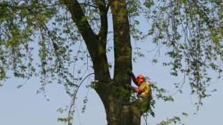 bomen rooien hovenier Moleneind Minste Milt Milingen aan de Rijn Meulunteren Meuhoek Merm Megchelen Meerveld Meertenwei Meerten Meerenbroek Medler Meddo Maurik Markluiden Mark Marienvelde Manen Mallem Malden Maasbommel Lutterveld Lunteren Lunen Luchtenburg Loobrink